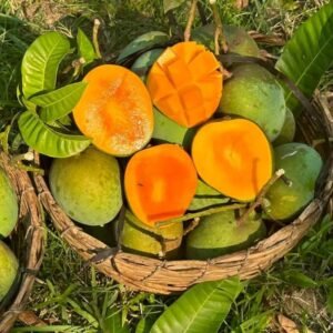 সুমিষ্ট হিমসাগর আম -১ মণ
