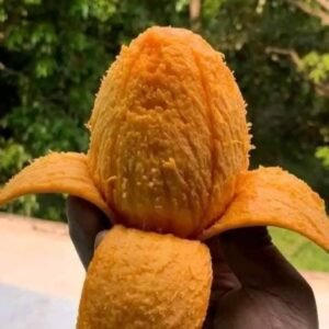 সুমিষ্ট হিমসাগর আম-১০ কেজি